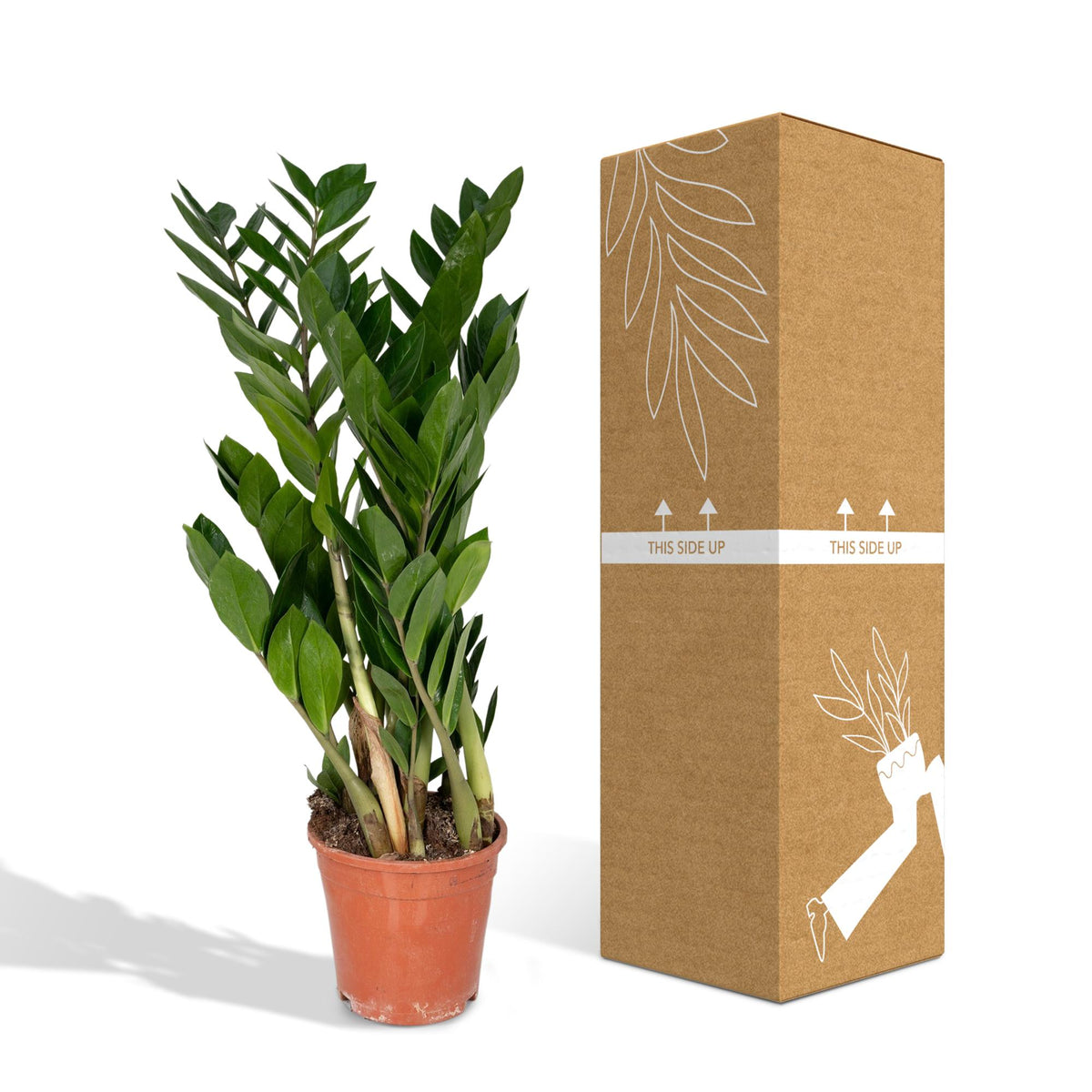 ZZ-plant (Zamioculcas zamiifolia)