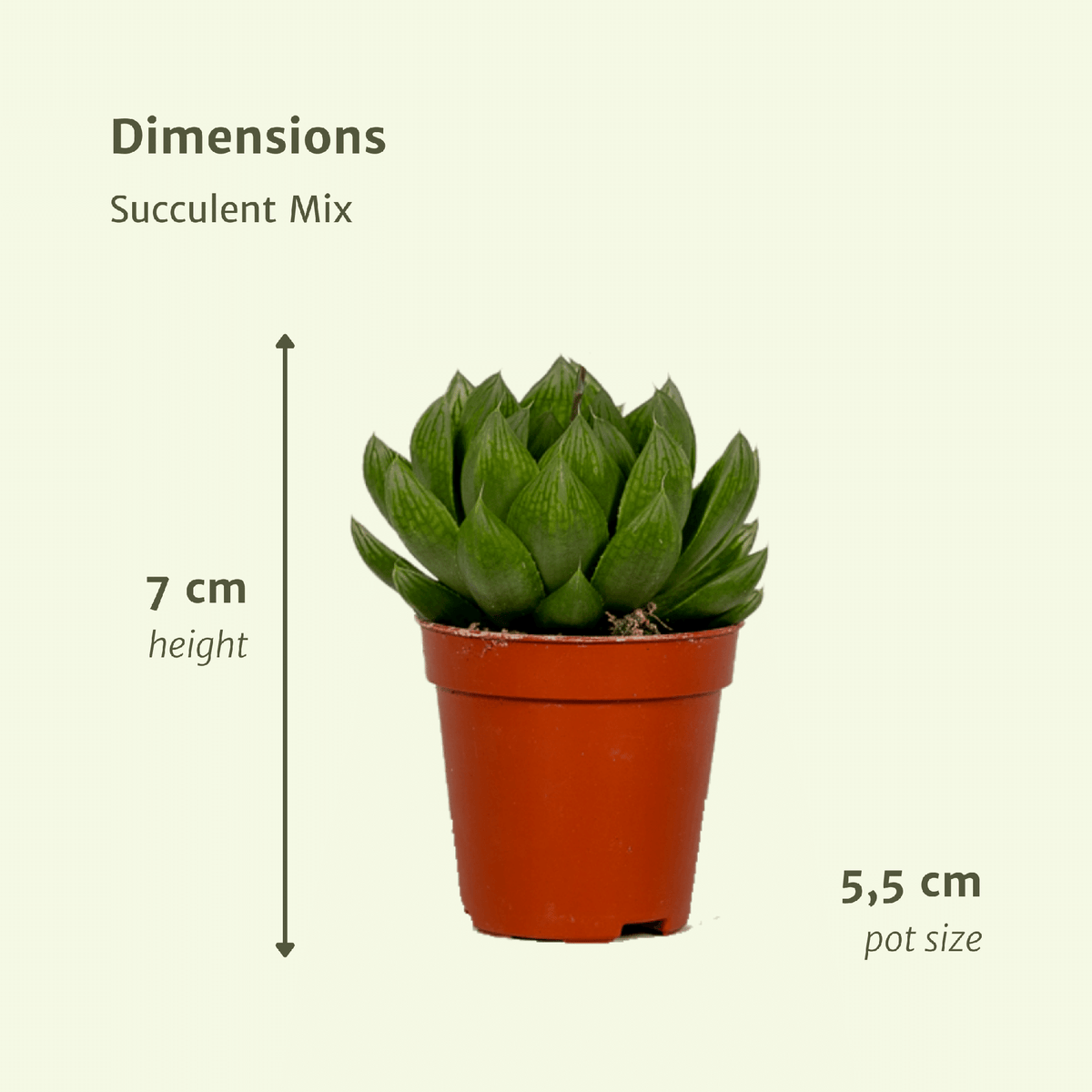 Succulenten mix 7 cm