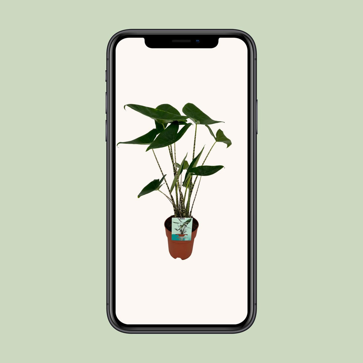 Olifantsoor (Alocasia zebrina)