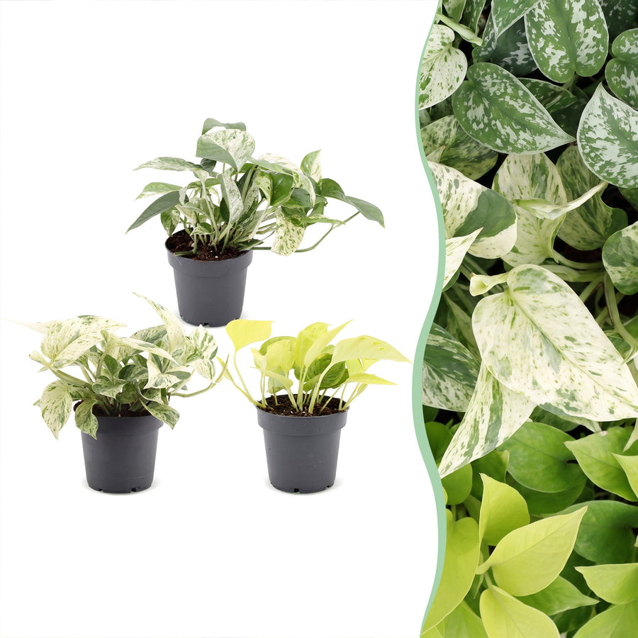 Epipremnum Tricolour (3 planter, potte ø6 cm)