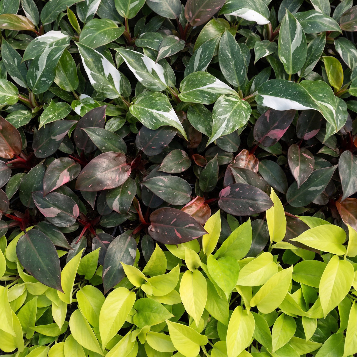 Baby Philodendron Tricolour
