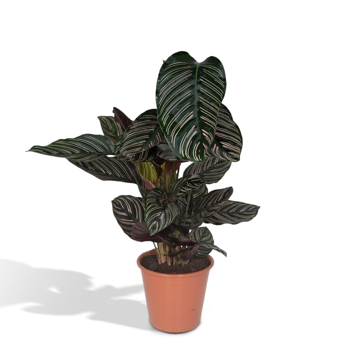 Korbmarante 75 cm hoch, Topf ø19 cm