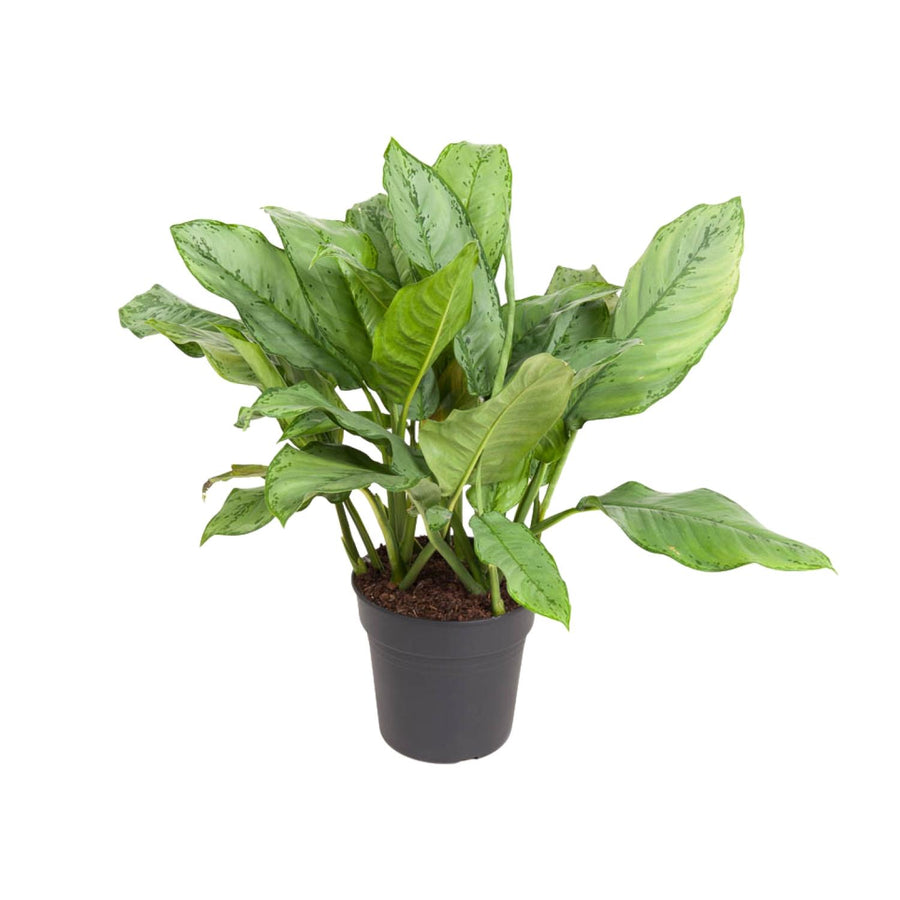 Aglaonema (Aglaonema 'B.J. Freeman') 70 cm høj, potte ø24 cm
