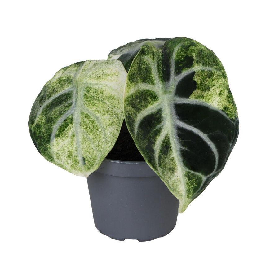 Alocasia 'Ninja Variegata' 5 cm hoog, pot ø6 cm