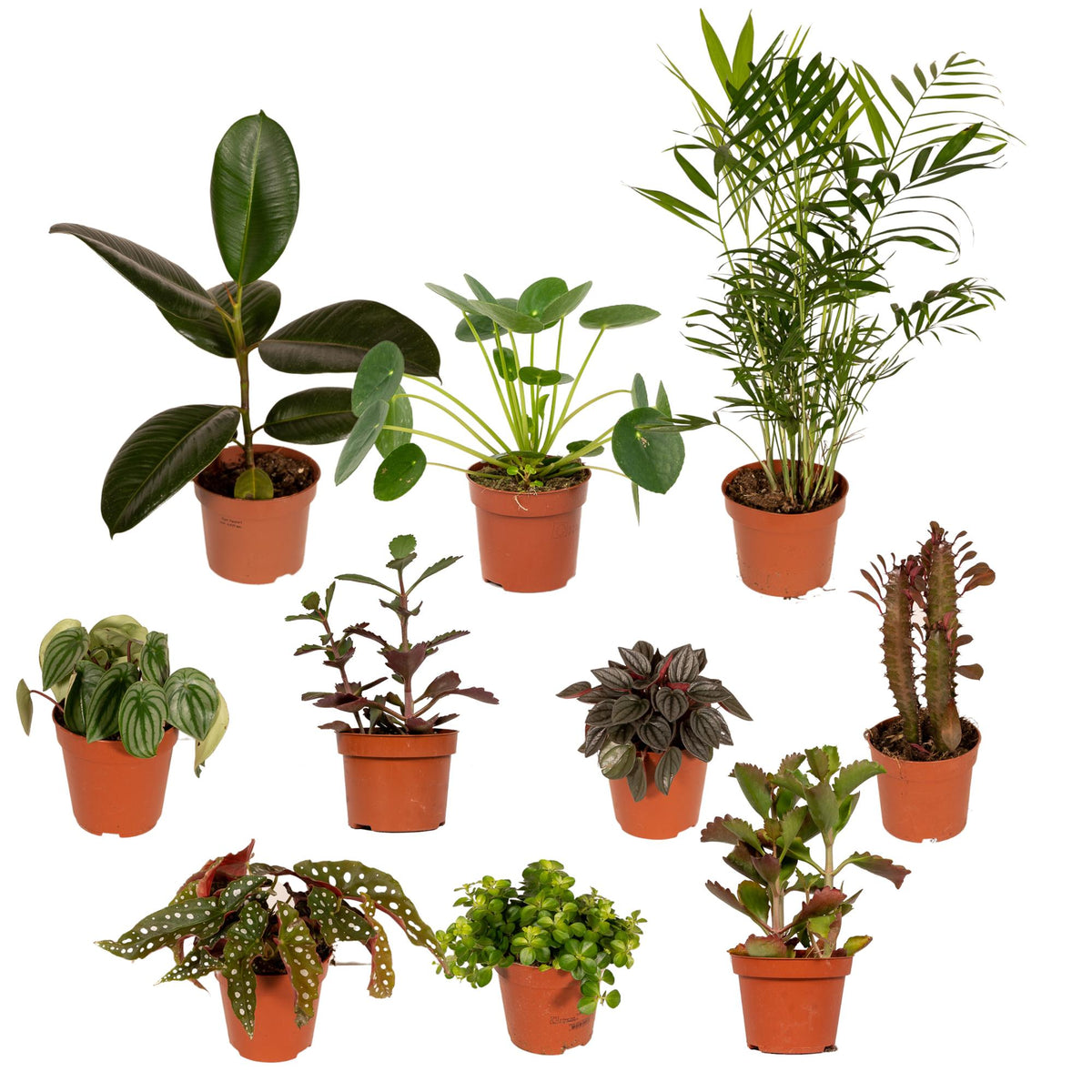 Særlingeæske med stueplanter
