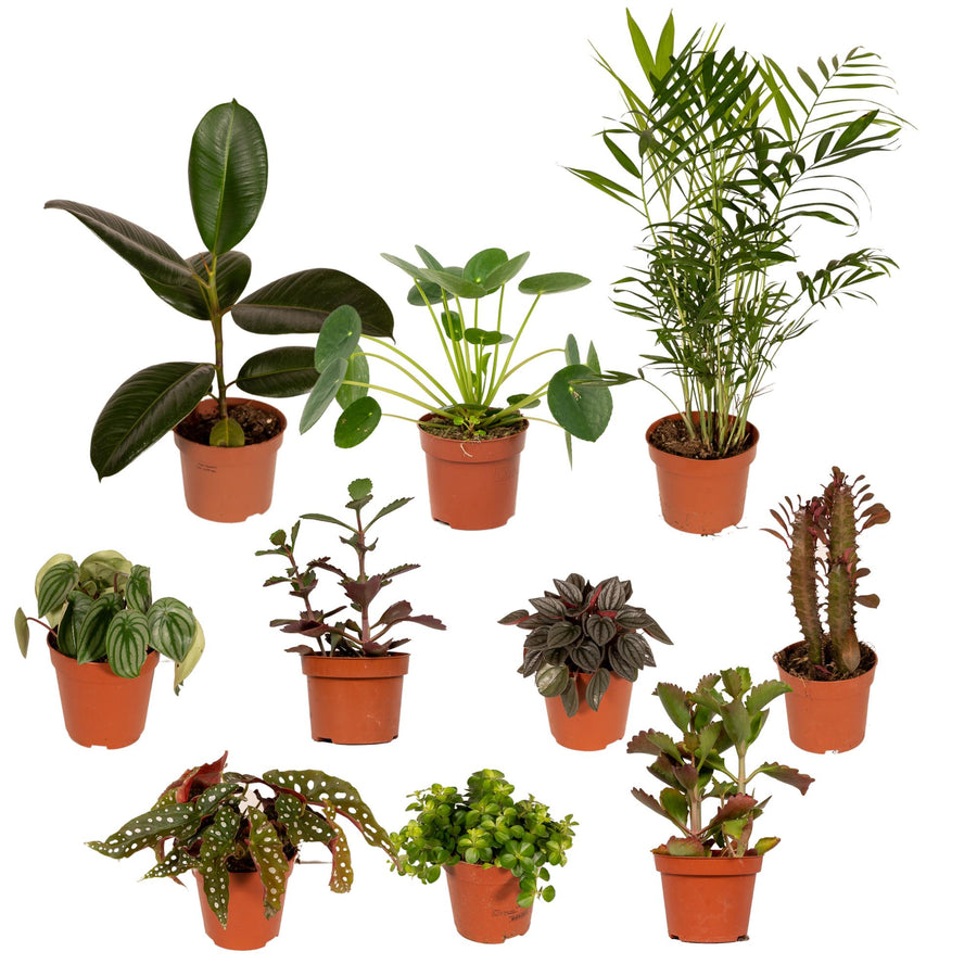 Særlingeæske med stueplanter (10 planter, potte ø12 cm)