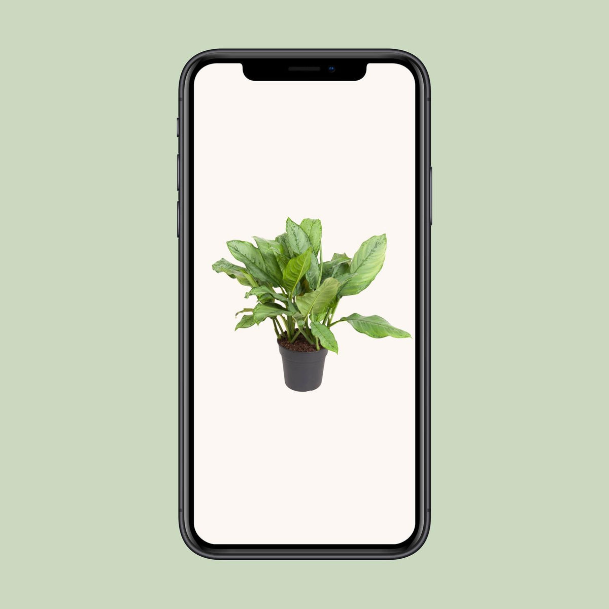 Aglaonema 70 cm høj, potte ø24 cm