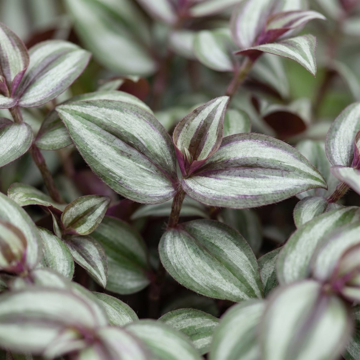 Vaderplant (Tradescantia zebrina 'Pink Joy')