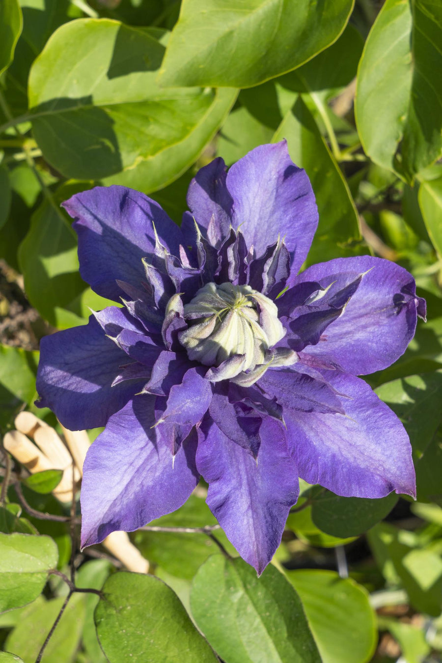 Clématite 'Multi Blue' (Clematis), 4 plantes de 65 cm