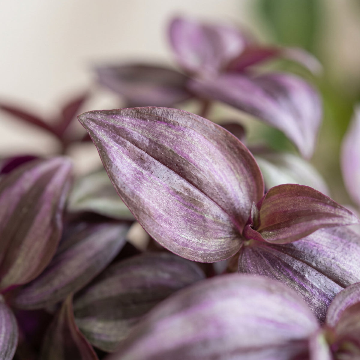 Vaderplant (Tradescantia 'Purple Joy')
