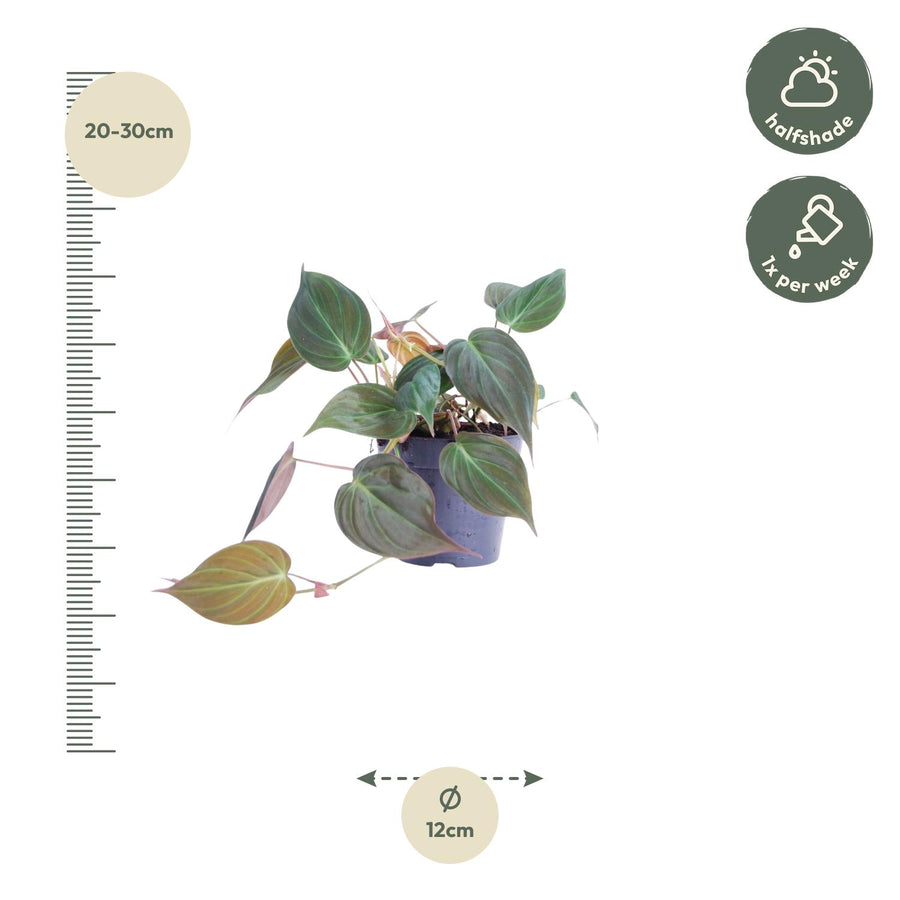 Philodendron hederaceum 'Micans' 20 cm hoog, pot ø12 cm