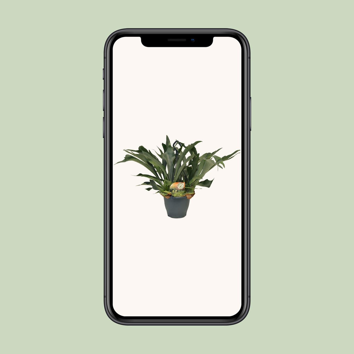 Hertshoornvaren (Platycerium bifurcatum)