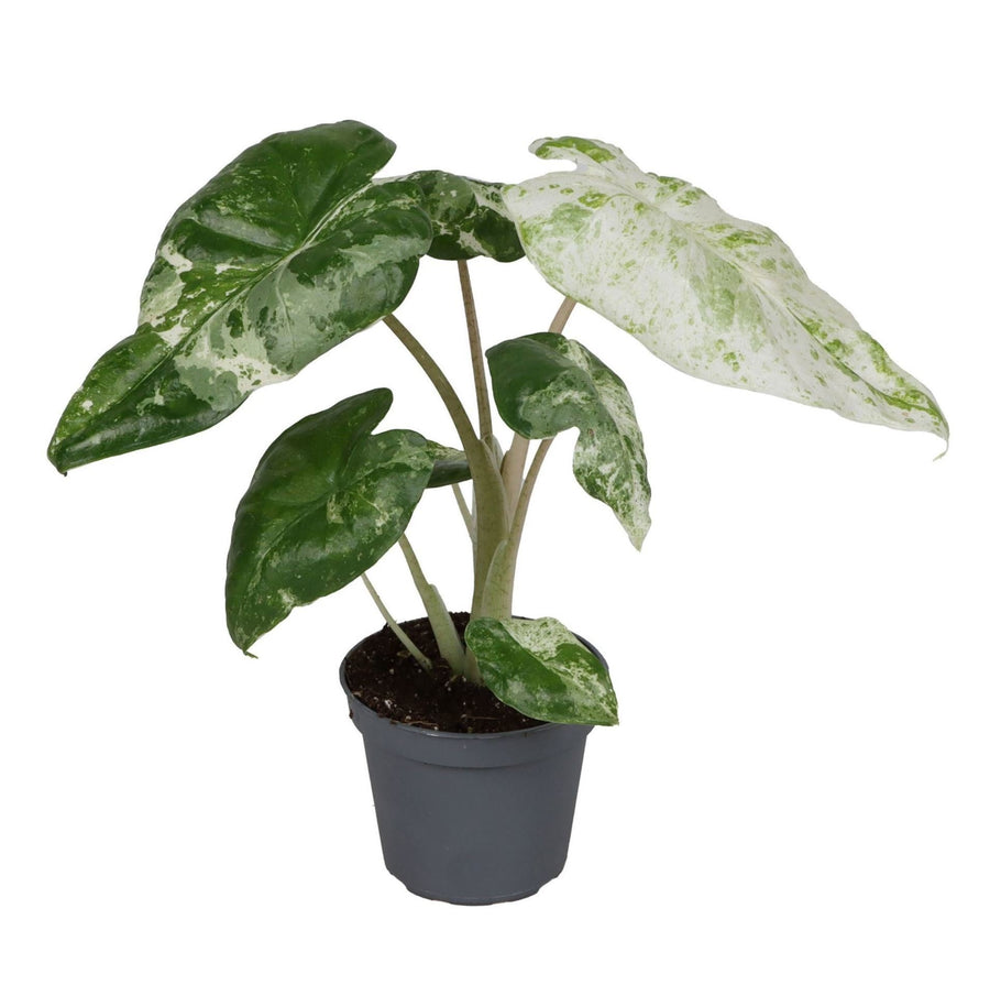 Elefantøre (Alocasia odora 'Variegata') 15 cm høj, potte ø6 cm