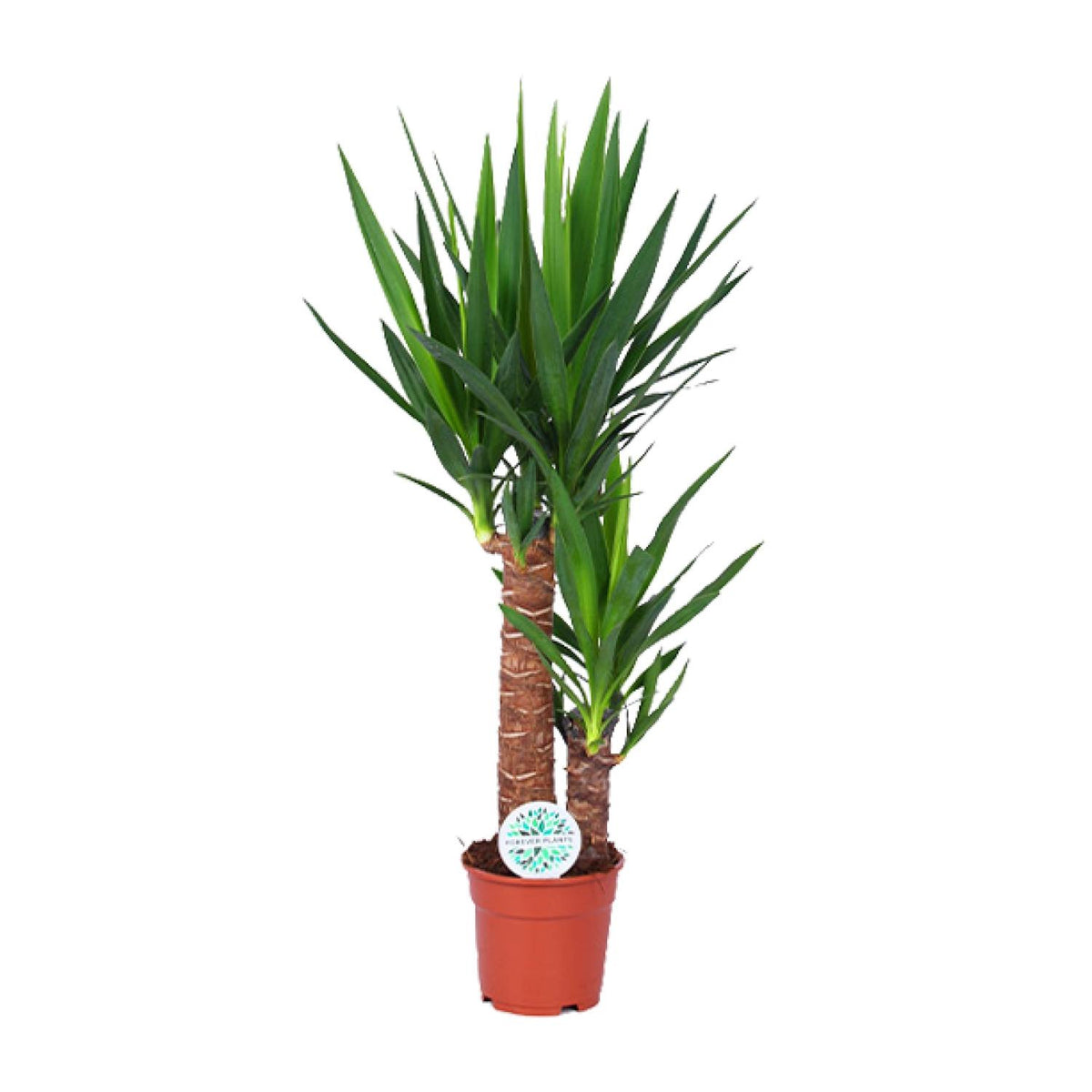 Palmlelie (Yucca elephantipes)