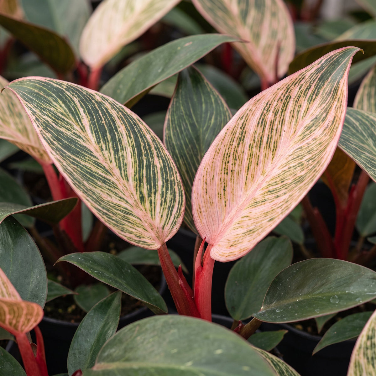 Philodendron 'Pink Bikini'