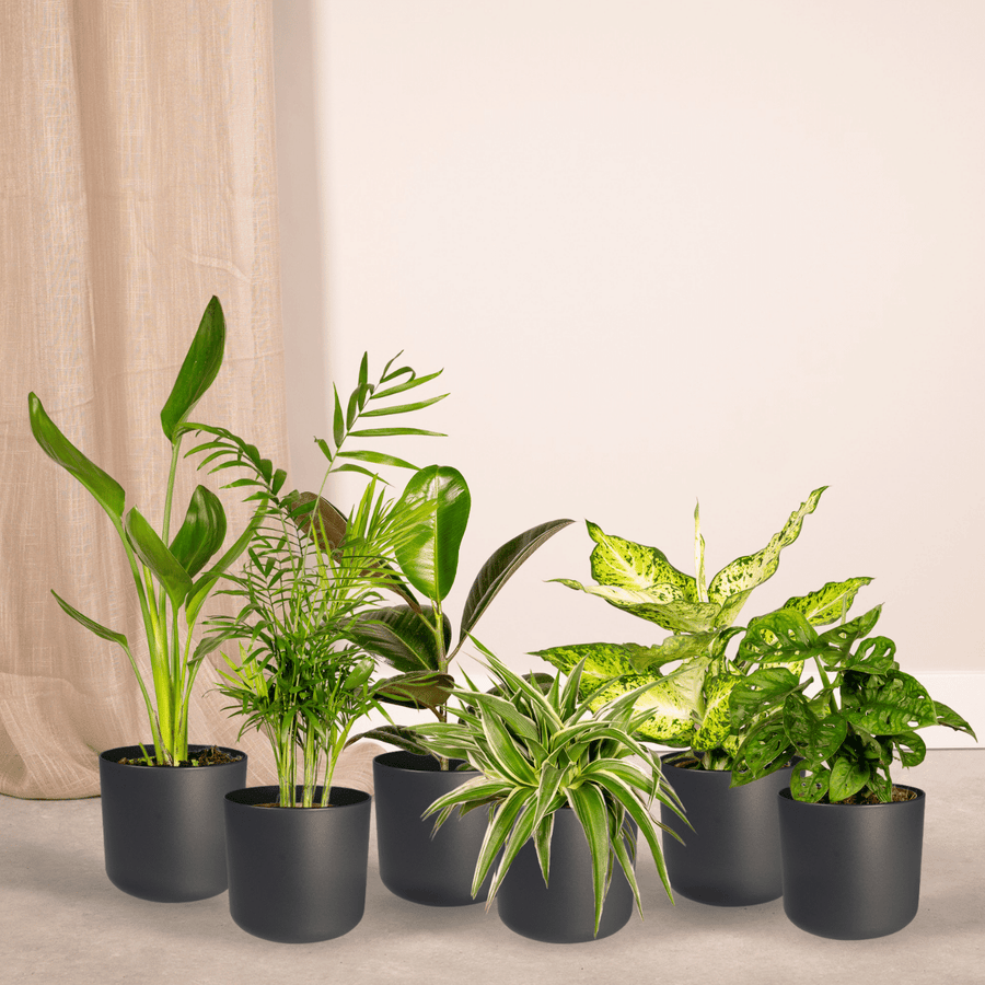 Overraskelsesboks stueplanter (10 planter, potte ø12 cm)