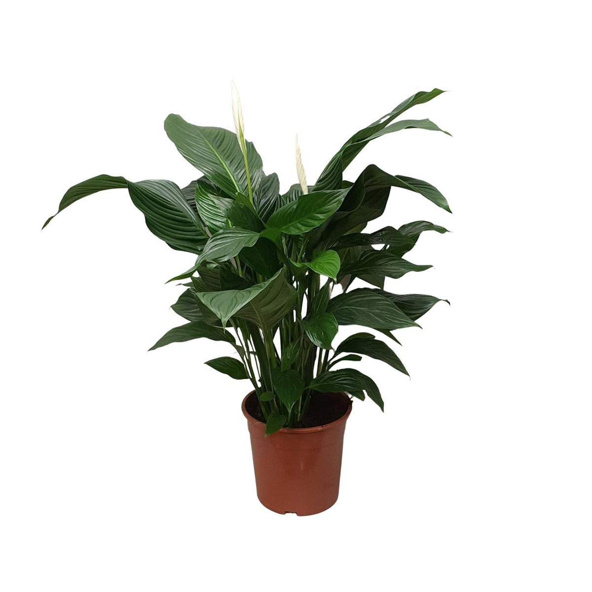 Fredslilje 80 cm høj, potte ø24 cm