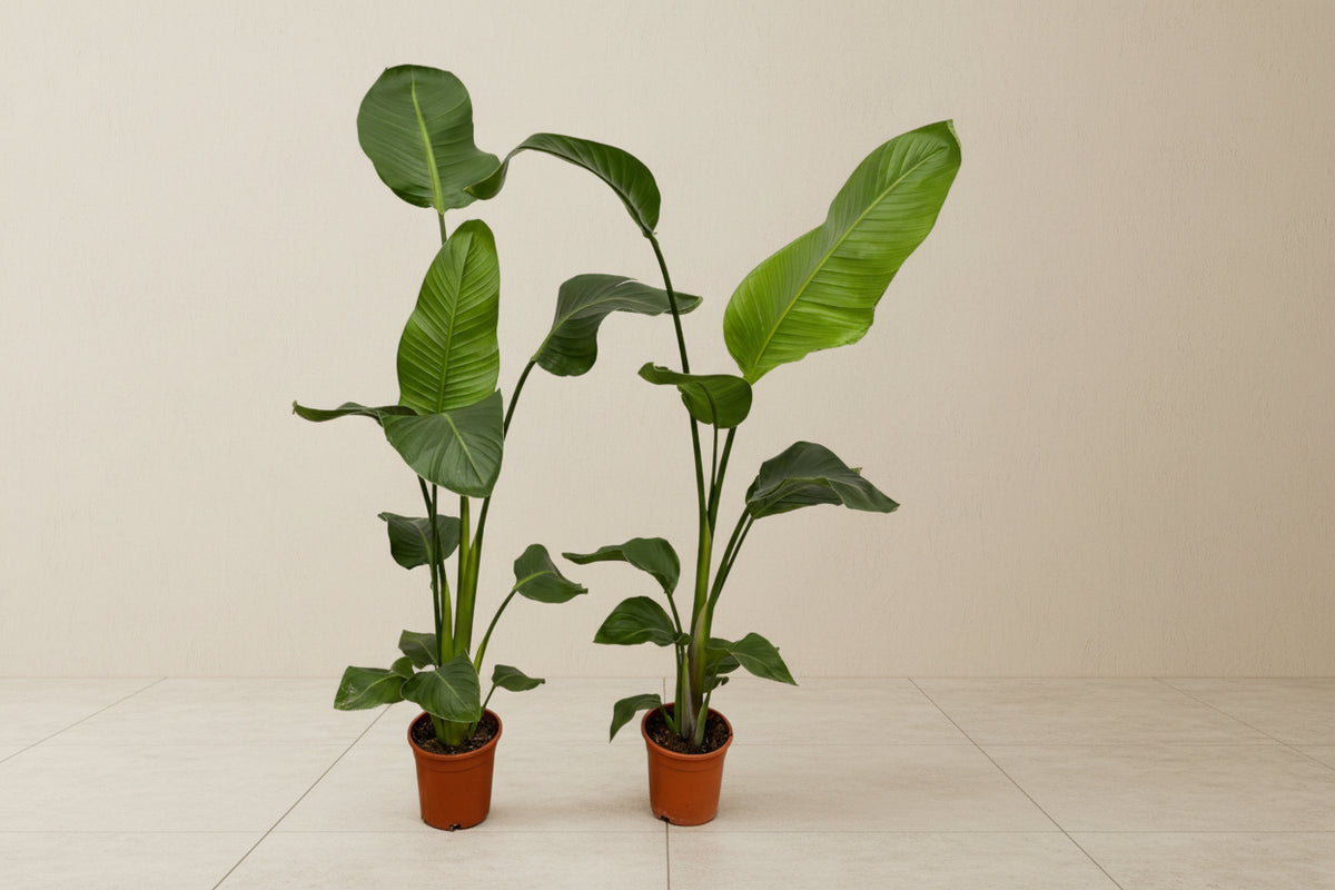 Strelitzia Nicolai