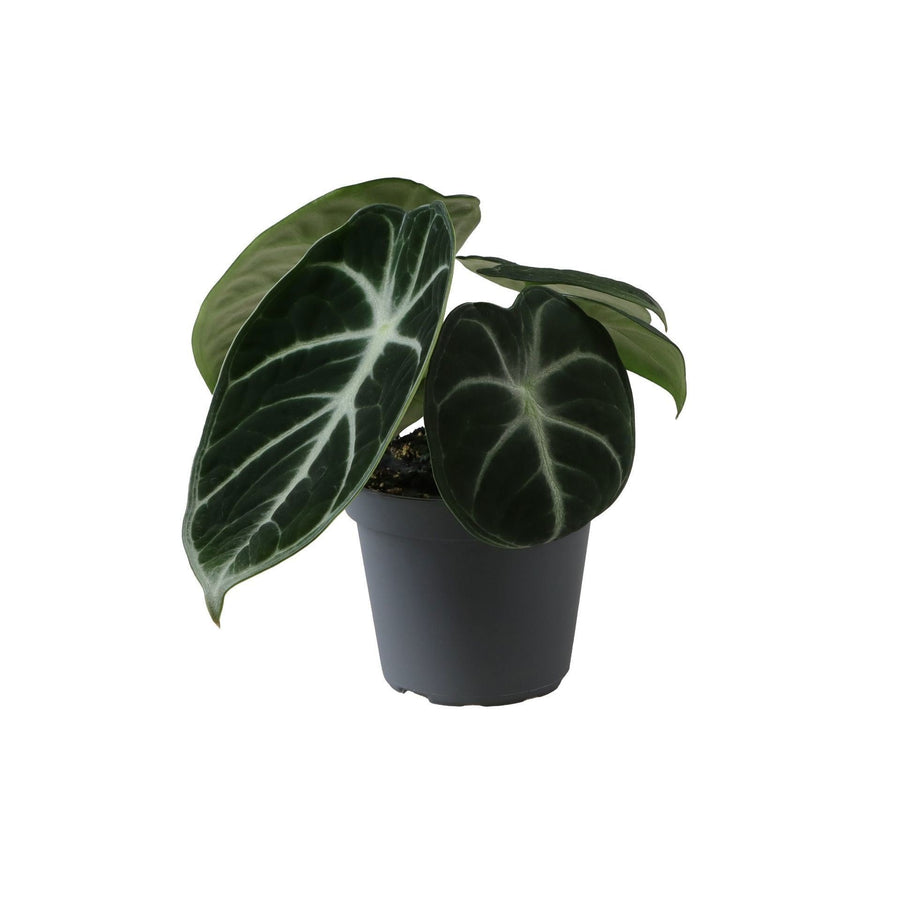 Alocasia 'Ninja' 10 cm hoog, pot ø6 cm