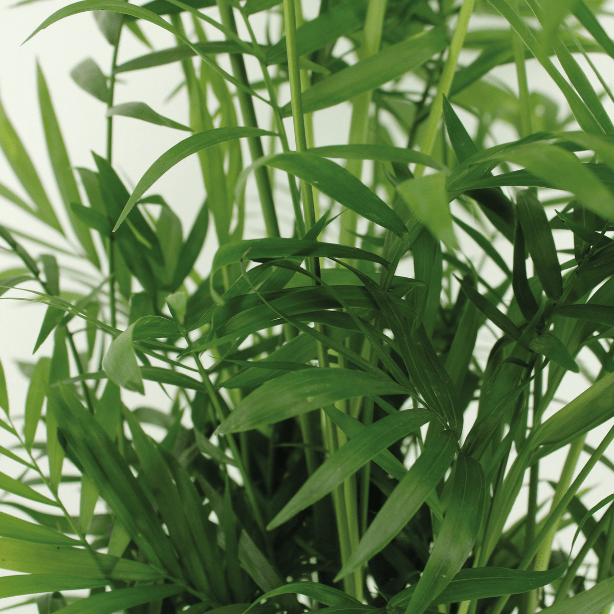 Stuepalme , 2 planter, potte ø17 cm