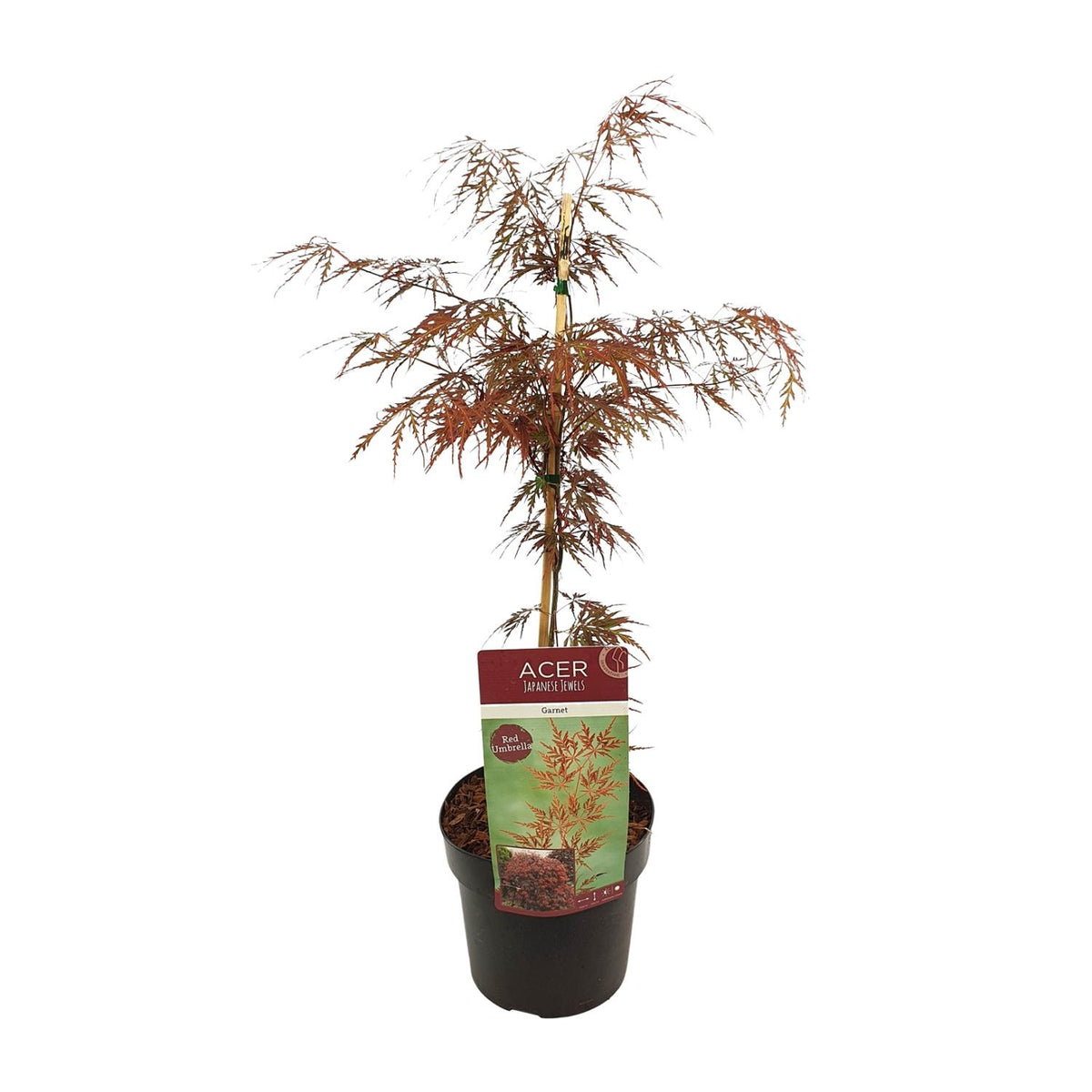 Japanese maple 'Garnet' 55 cm tall, pot ø19 cm