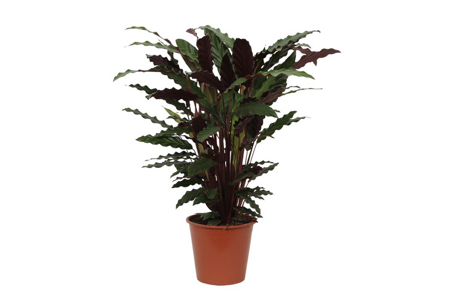 Kalatea (Calathea rufibarba 'Wavestar') 80 cm hög, kruka ø19 cm
