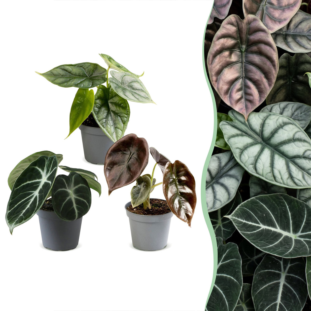 Baby Alocasia Tricolour