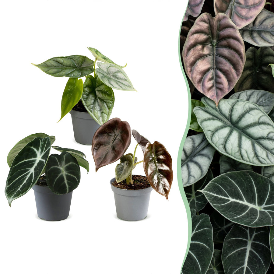 Baby Alocasia Tricolour (3 planten, pot ø6 cm)