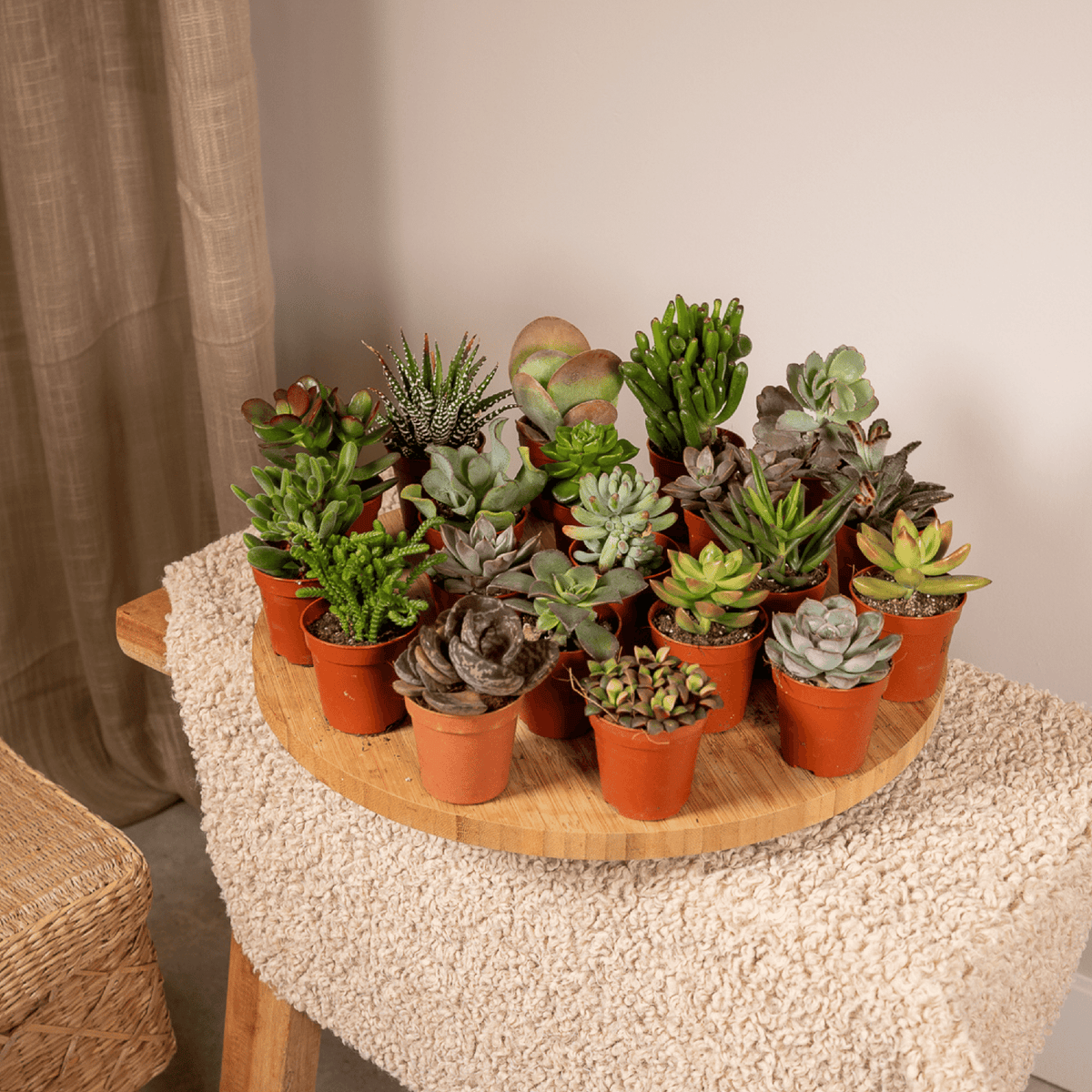 Succulenten mix 7 cm
