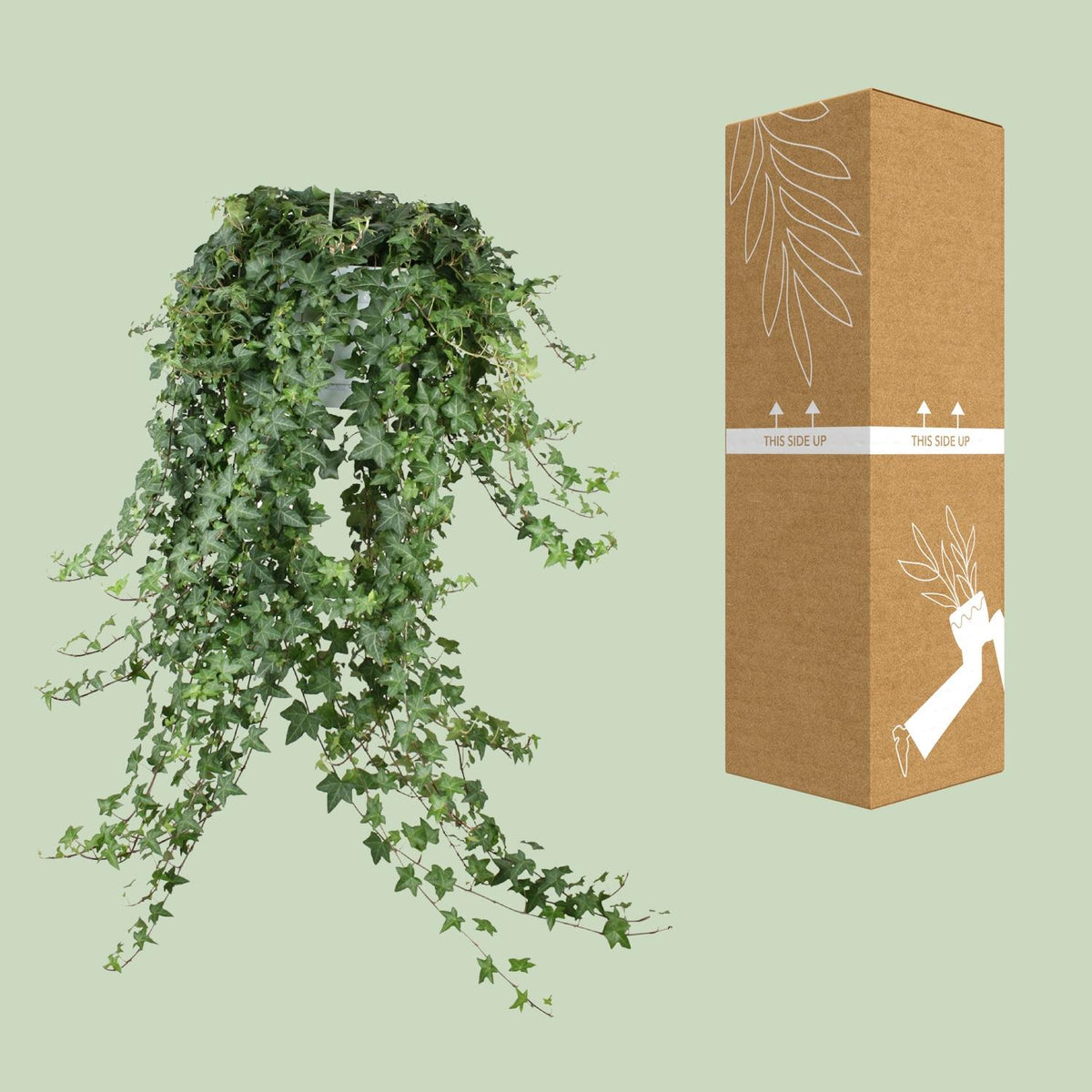Klimop (Hedera helix 'Pittsburgh') hangplant