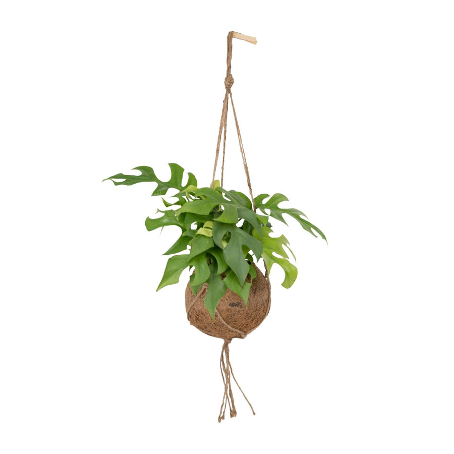 Monstera minima (Rhaphidophora tetrasperma) hangplant 25 cm hoog, pot ø15 cm