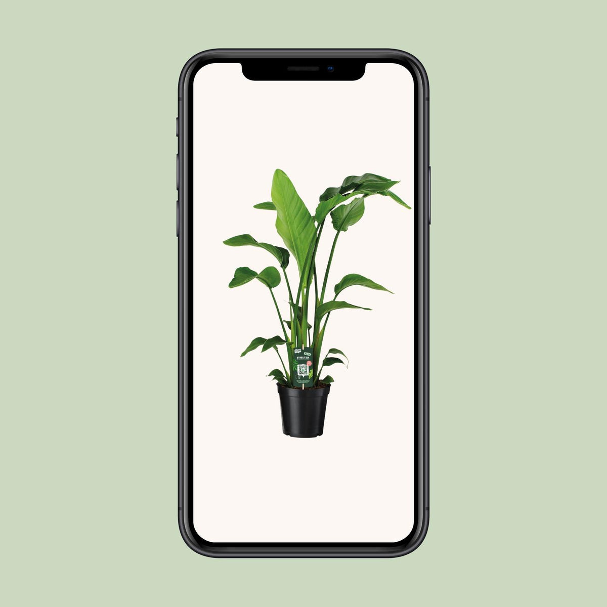 Witte paradijsvogelplant (Strelitzia nicolai)
