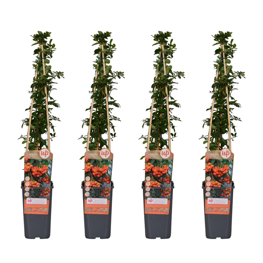 Eldtorn 'Orange Glow' (Pyracantha), 4 växter på 65 cm