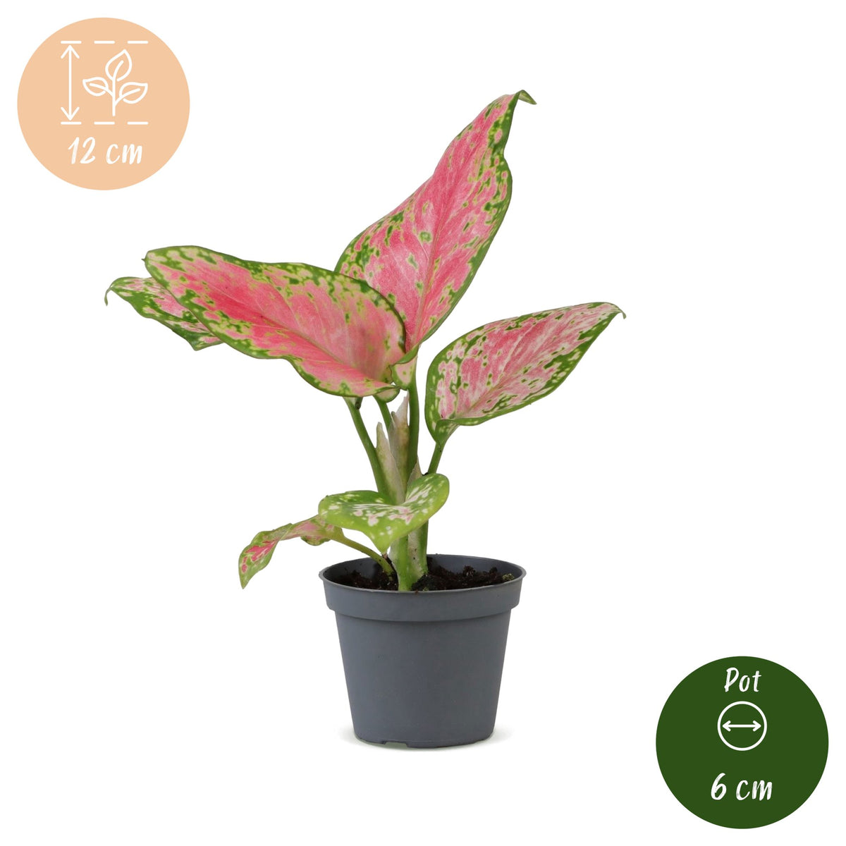 Chinees groen (Aglaonema 'Red Valentine')