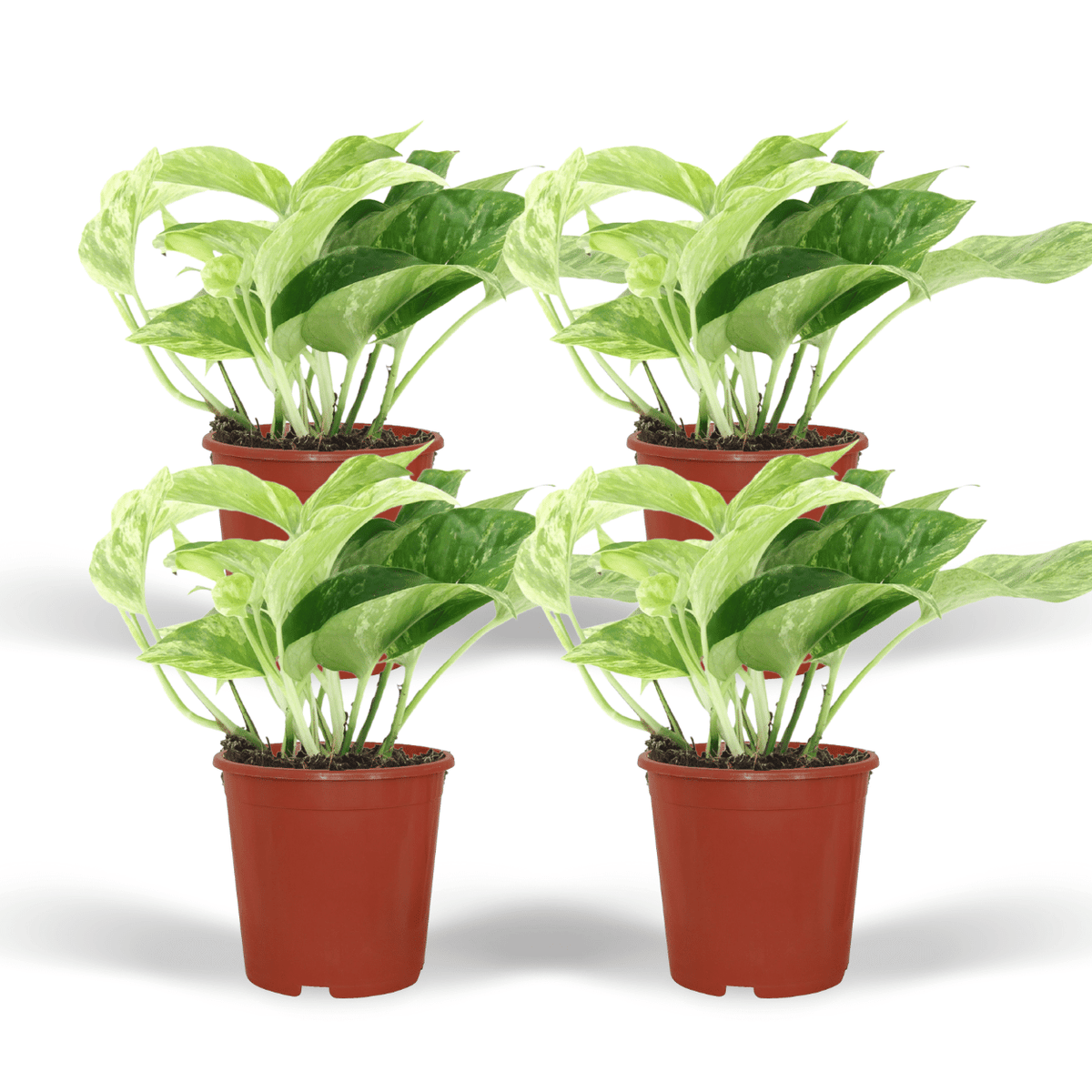 Epipremnum aureum 'Marble Queen'