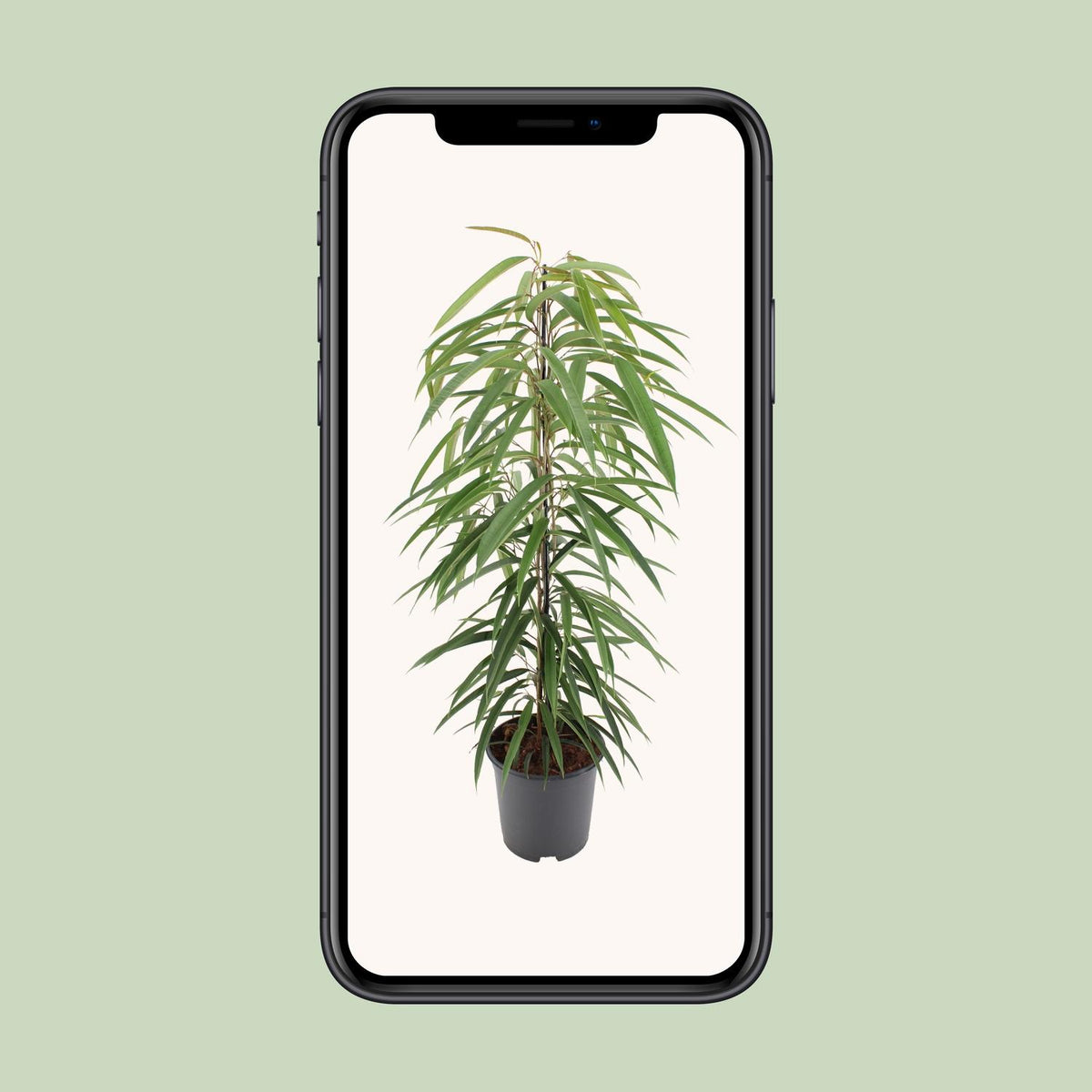 Ficus binnendijkii 'Alii' 80 cm hoch, Topf ø21 cm