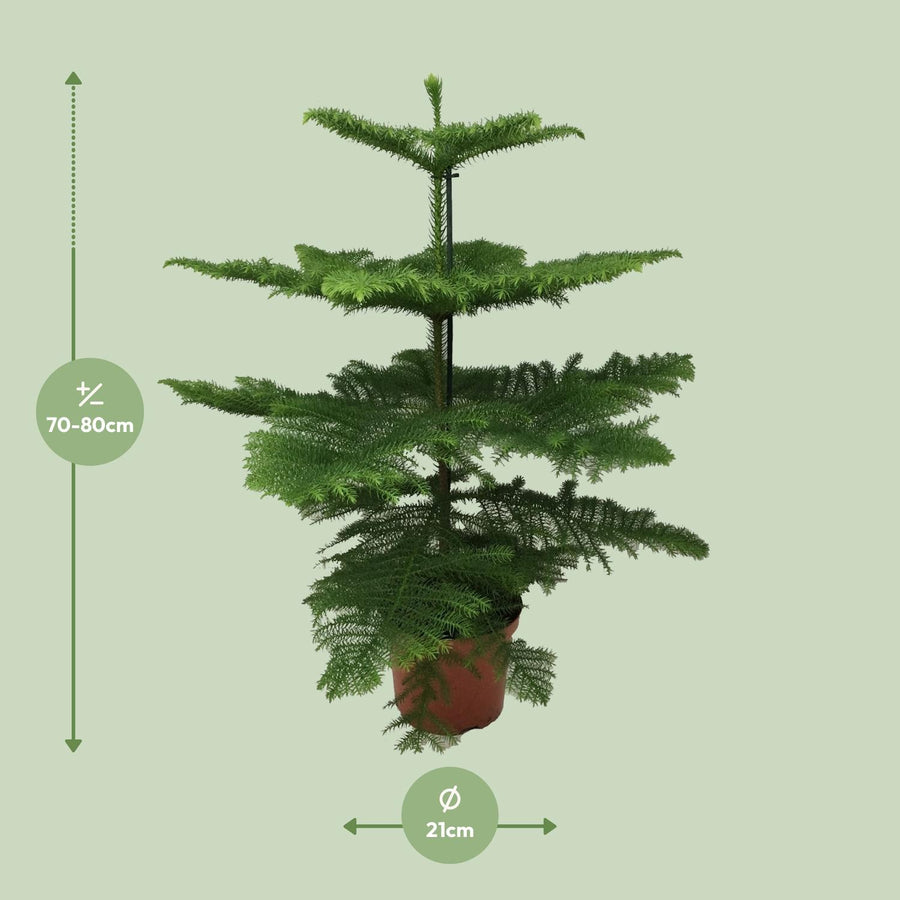 Pin de Norfolk (Araucaria heterophylla) 70 cm de haut, pot ø21 cm