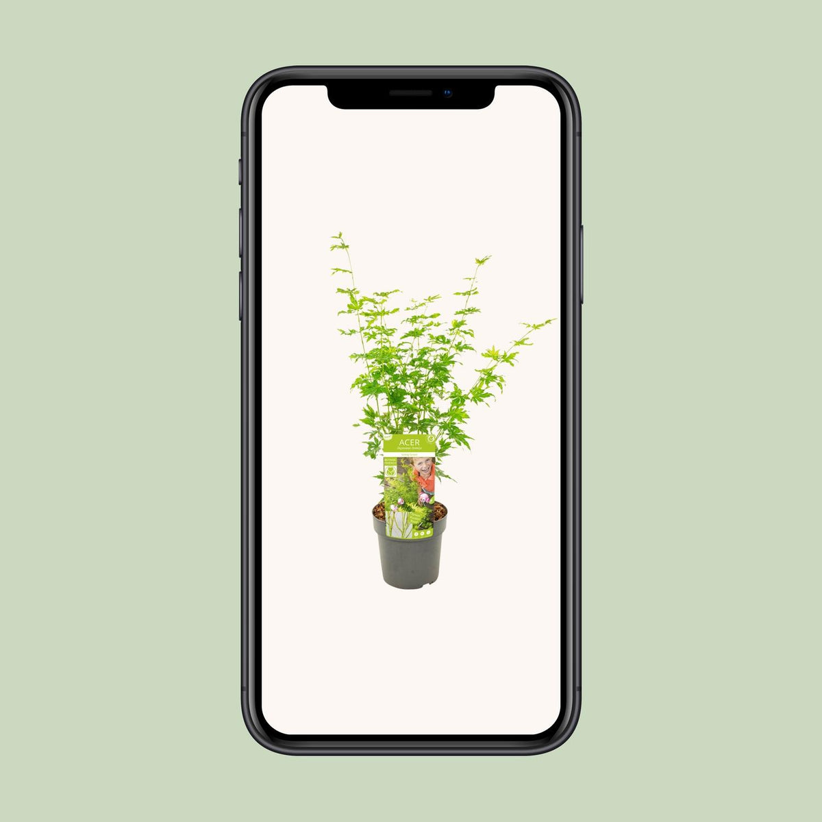 Acero giapponese 'Going Green' alto 50 cm, vaso ø19 cm