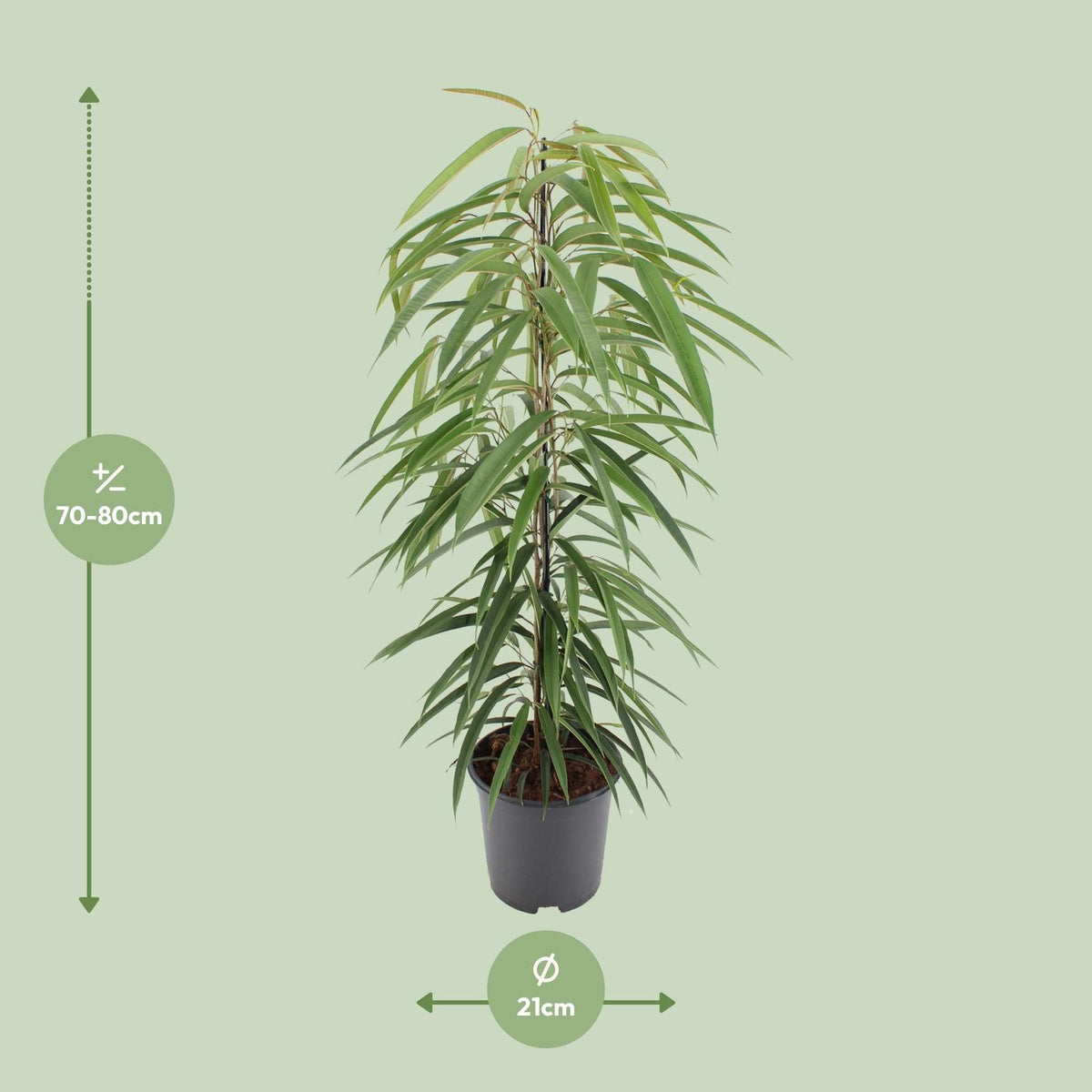 Ficus binnendijkii 'Alii' 80 cm hoch, Topf ø21 cm