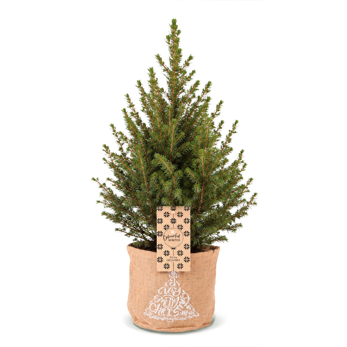 Kegelspar (Picea glauca 'Conica')