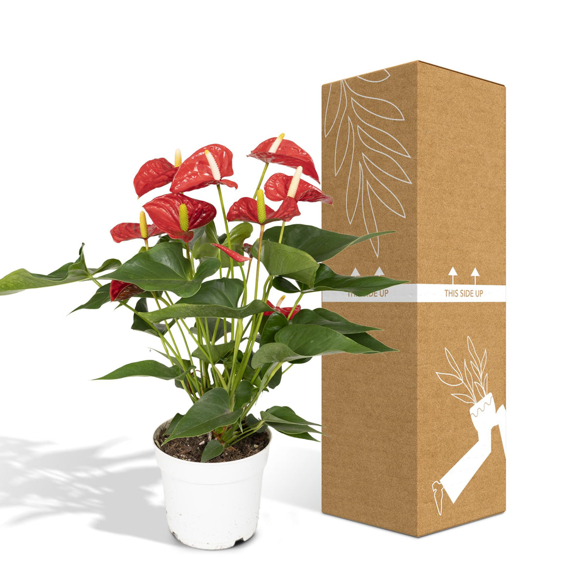Anthurium rosso 55 cm di altezza, vaso ø17 cm