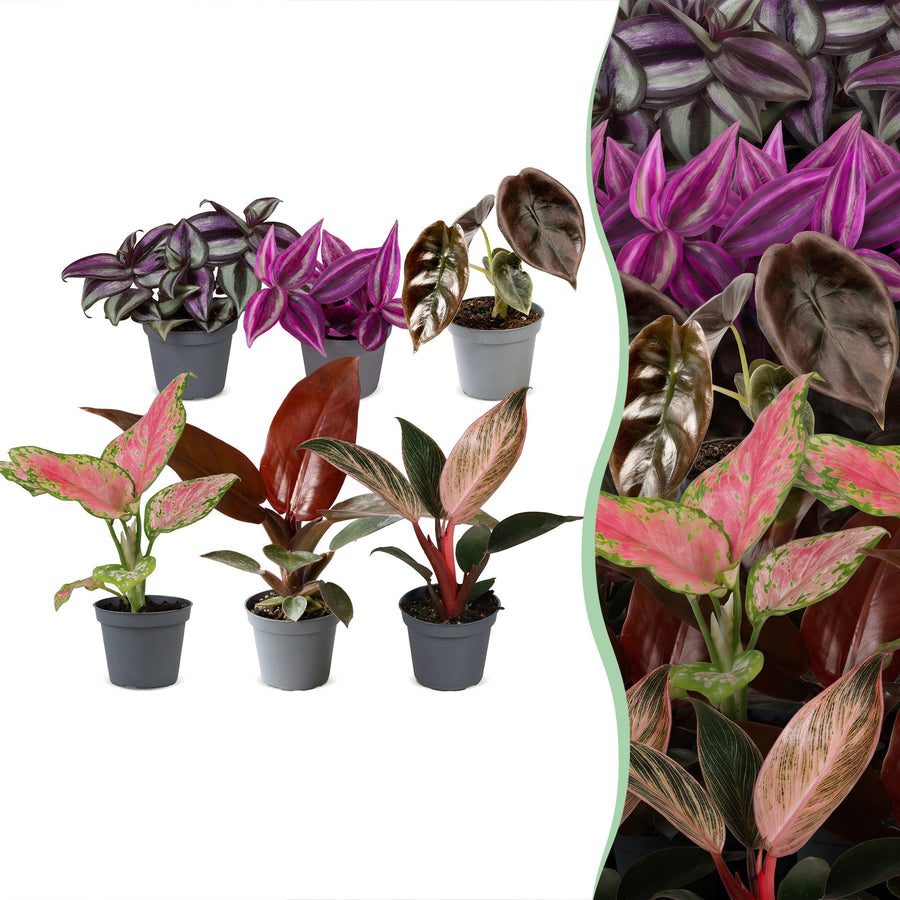 Baby Paradise Mix (6 planter, potte ø6 cm)