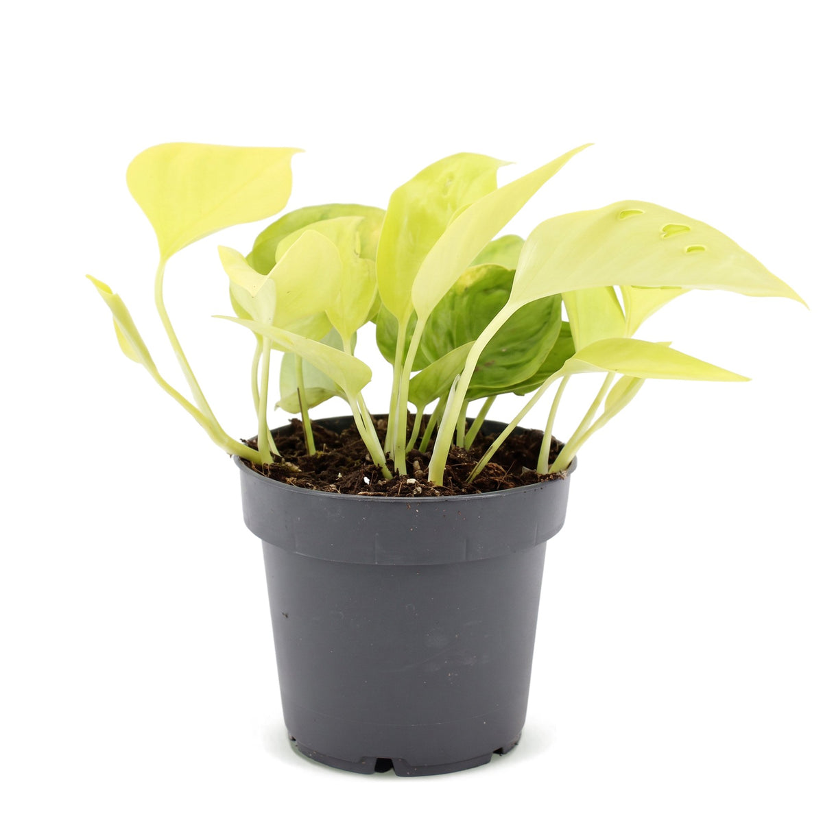 Scindapsus 25 cm høj, potte ø12 cm