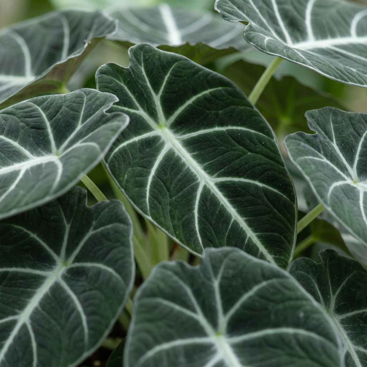Alocasia 'Ninja'