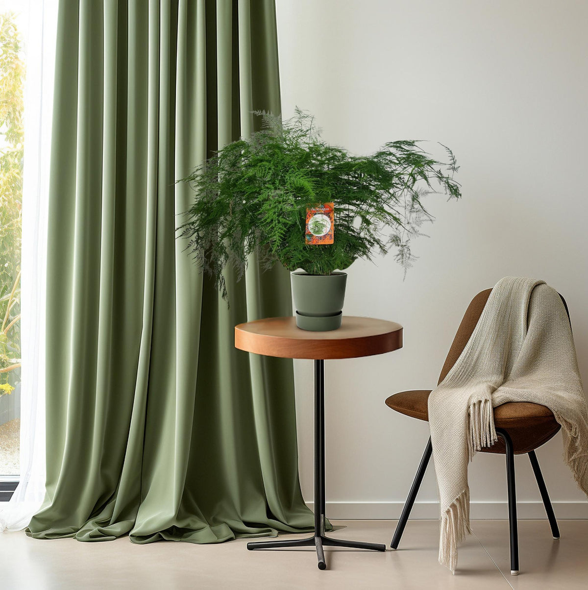 Zierspargel 70 cm hoch, Topf ø27 cm