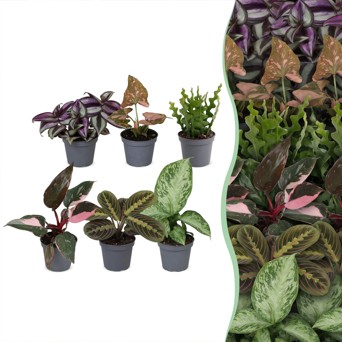 Overraskelsesboks med små planter