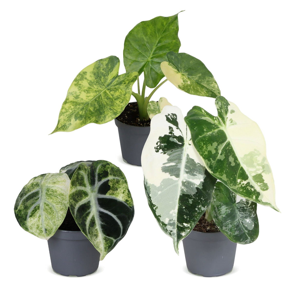 Baby Alocasia Tricolour Variegata