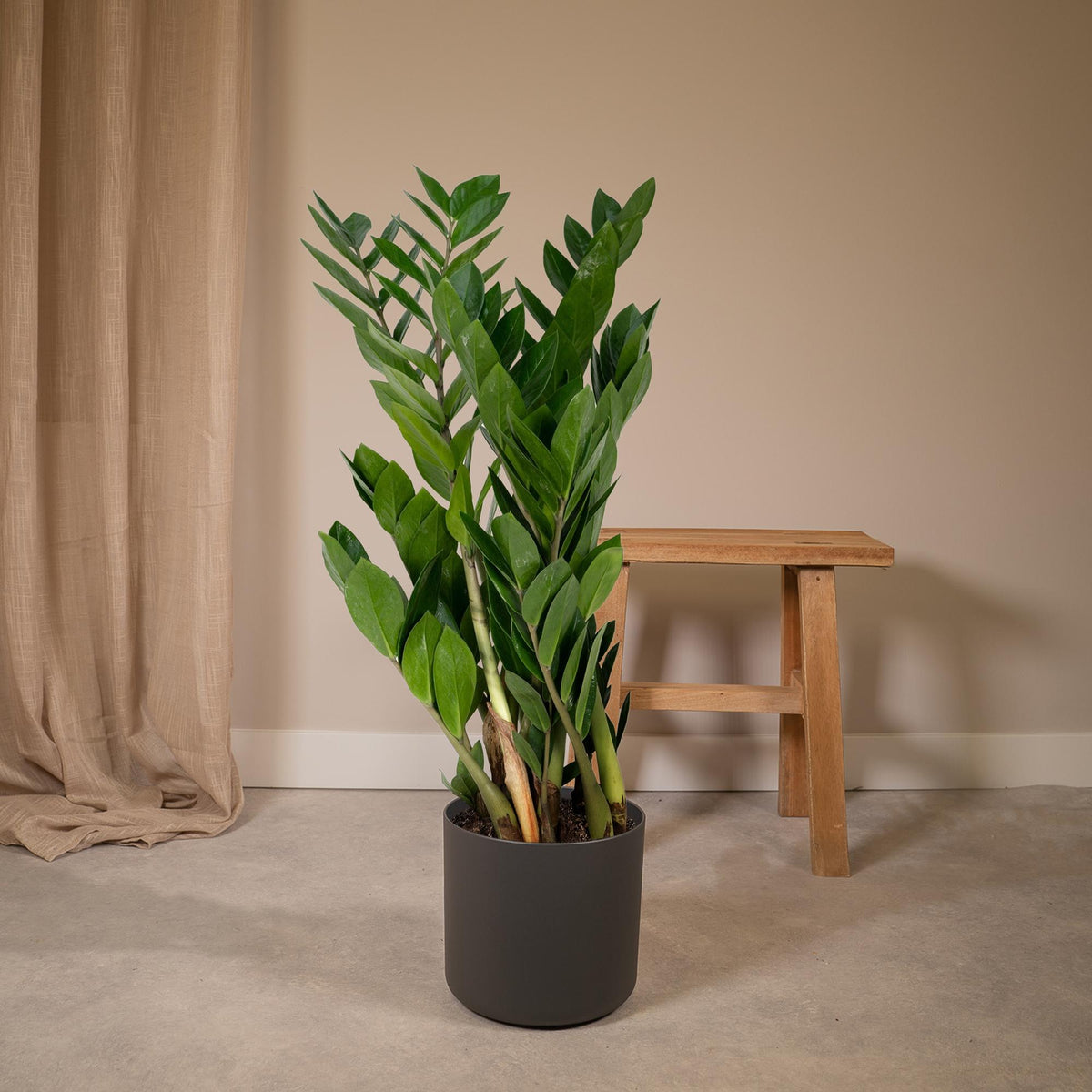 ZZ-plant (Zamioculcas zamiifolia)