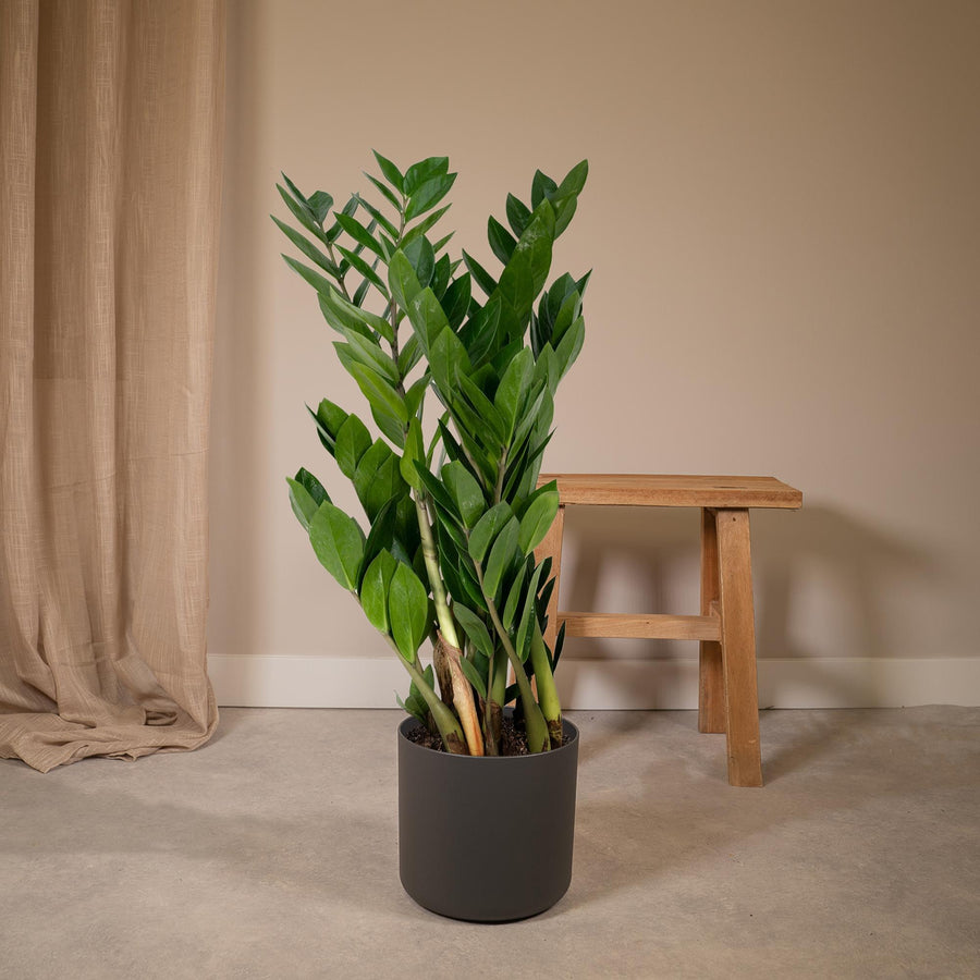 ZZ-plant (Zamioculcas zamiifolia) 70 cm hoog, pot ø17 cm