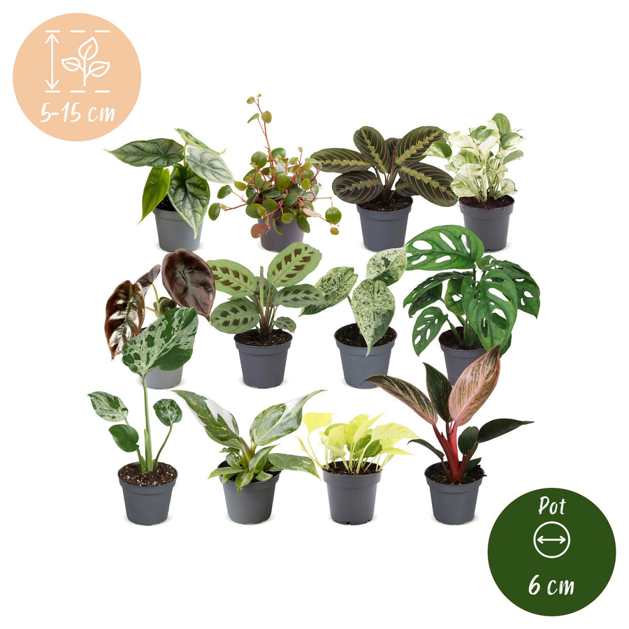 Overraskelsesboks med små planter (12 planter, potte ø6 cm)